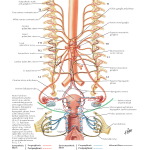 Illustration of Innervation of Female Reproductive Organs: Schema from the Netter Collection
