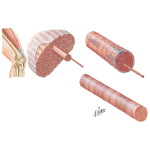 Muscular System: Structure of Skeletal Muscle