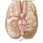 Illustration of Brain: Arterial Supply from the Netter Collection
