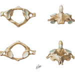 Illustration of Cervical Vertebrae: Atlas and Axis from the Netter Collection