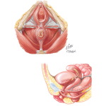 Illustration of Pelvic Floor Muscles from the Netter Collection
