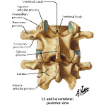 Lumbar Vertebrae: L3-L4 Assembeled