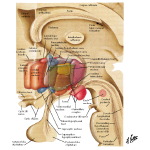 Illustration of Schematic Reconstruction of Hypothalamus (Three-Dimensional) from the Netter Collection