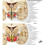 Illustration of Sections Through Hypothalamus II - Planes 3 and 4
Sections Through the Hypothalamus - Tuberal Zone from the Netter Collection