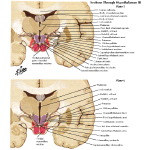 Illustration of Sections Through Hypothalamus III - Planes 5 and 6
Sections Through the Hypothalamus: Mamillary Zone from the Netter Collection