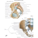 Bones and Ligaments of Pelvis