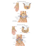 Surgical Approaches to the Wrist