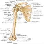 Scapula and Humerus