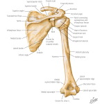 Superior and Inferior Clavicle