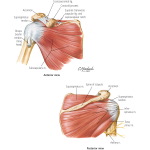 Muscles of Rotator Cuff