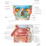 Illustration of Anatomy of the Nasal Cavity from the Netter Collection