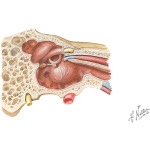 Muscles of the Ear