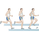 Phases of Running Gait