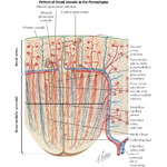 Blood Vessels in Parenchyma of Kidney: Schema Intrarenal ...