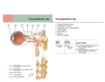 Ciliary Ganglion: Schema Innervation of the Intrinsic Eye Muscles