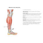 Muscles of Leg: Lateral View