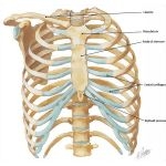 Anterior Chest Wall