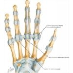 Metacarpophalangeal Joints