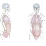 Major Body Cavities