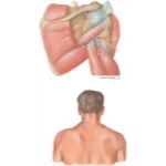 Illustration of Neuropathy About Shoulder: Suprascapular Nerve from the Netter Collection
