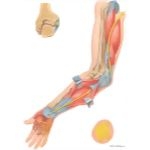 Compression of Ulnar Nerve