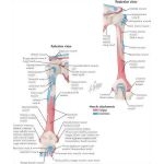 musc muscle action insertion anatomy