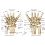 Carpal Bones Osteology of the Wrist The Carpal Bones