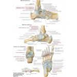 Joints and Ligaments of the Ankle and Foot