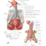 49264