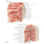 50942