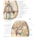 50958