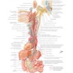 Illustration of Vagus Nerve (X): Schema from the Netter Collection
