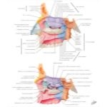 50991