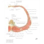 Schematic Diagram of Typical Spinal (Thoracic) Nerve Typical Thoracic