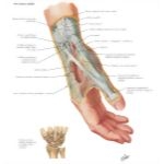 Wrist and Hand: Superficial Radial Dissection