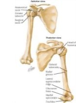 Shoulder: Bones (Pectoral Girdle)