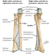 Forearm Bone Anatomy