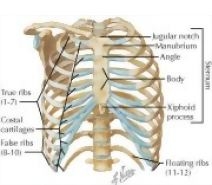 Thoracic Wall: Thoracic Cage (Skeleton)