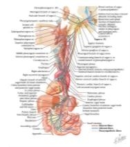 Vagus Nerve (X): Schema