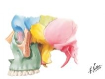 Contents of the Infratemporal Fossa