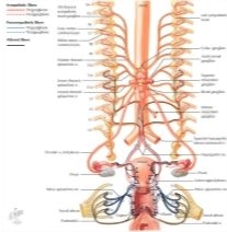 Illustration of Innervation of Female Reproductive Organs: Schema from the Netter Collection