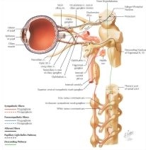 ciliary ganglion pathways