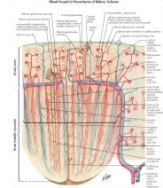 Blood Vessels in Parenchyma of Kidney: Schema Intrarenal ...
