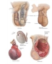 58446