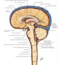 【楽天最安値に挑戦】 Circulation of Cerebrospinal Fluid 人体模型