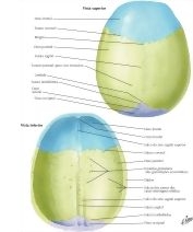 Calvaria anatomie