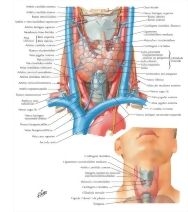 59075