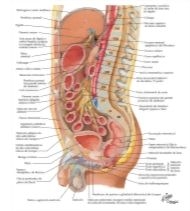 Peritoneum