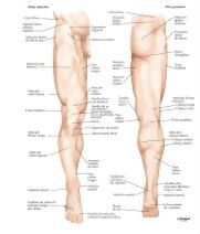 Lower Limb: Surface Anatomy