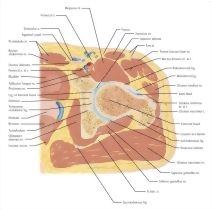 Cross Section of the Hip: Axial View